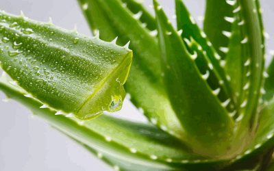 Aloe Vera Skin Benefits & Uses
