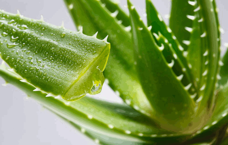 Aloe Vera Skin Benefits & Uses